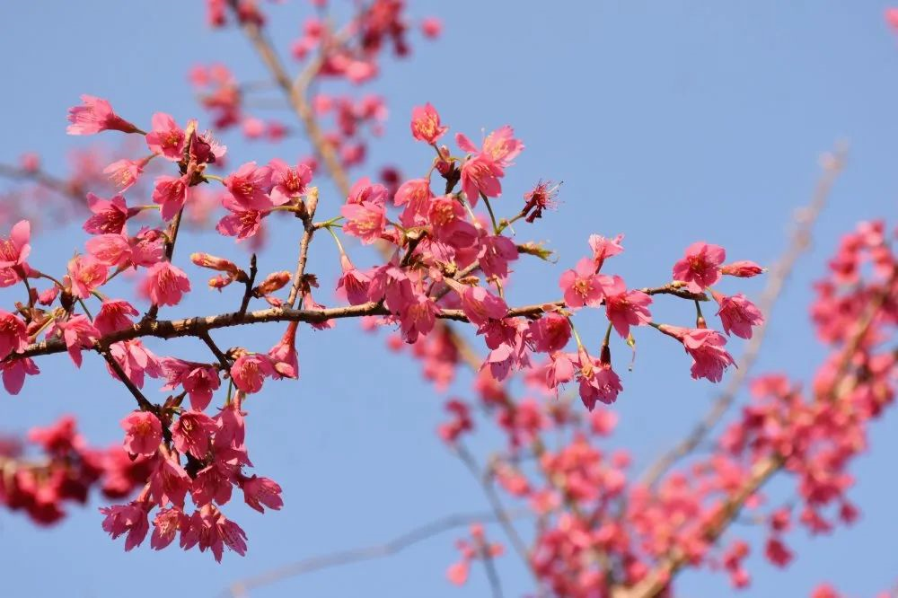 樱花基地(图1)