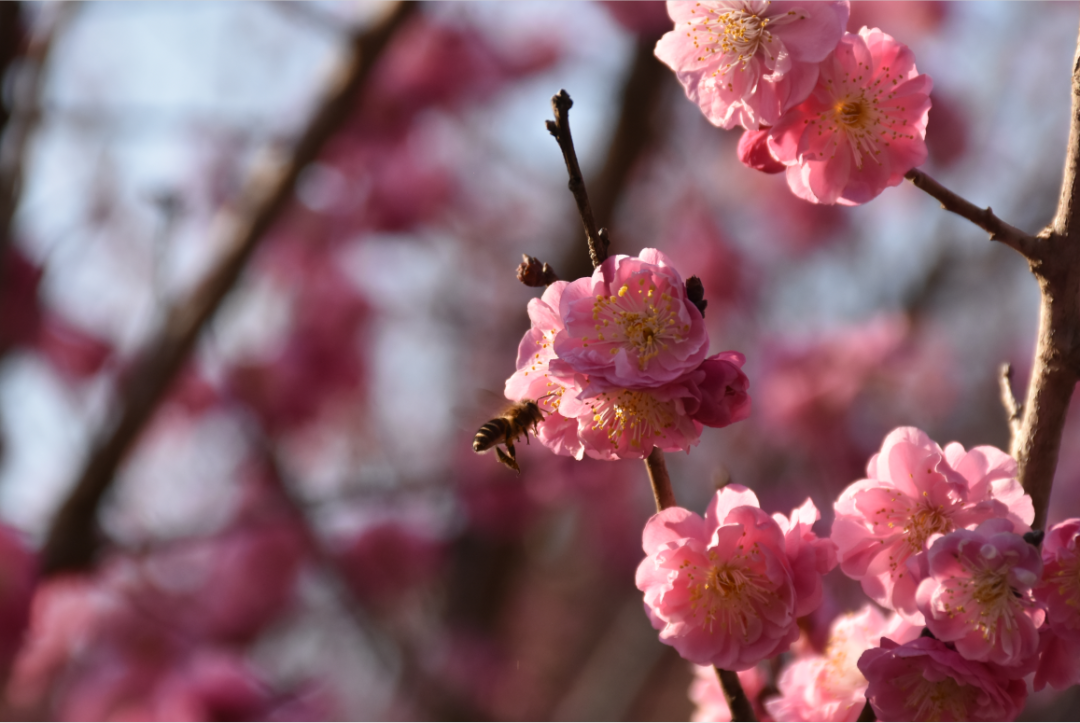 春游广元 | 2023年六道沟古镇樱花节活动来袭！(图11)