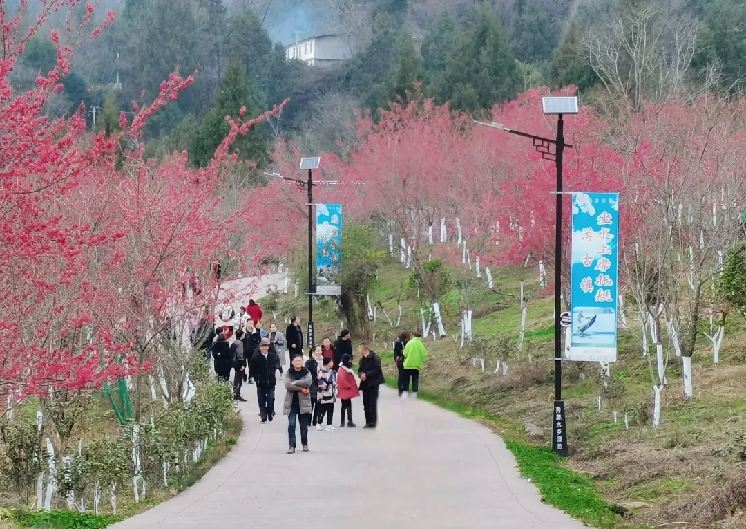 惊艳开场，六道沟古镇二月早樱稳稳拿下开年第一波浪漫