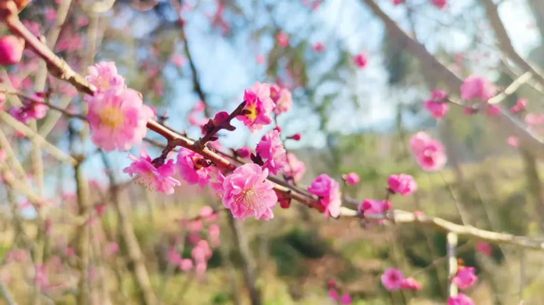 惊艳开场，六道沟古镇二月早樱稳稳拿下开年第一波浪漫