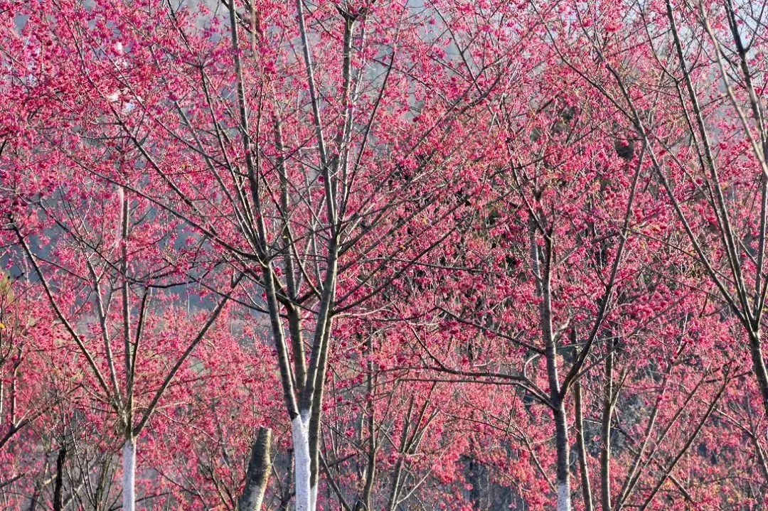 惊艳开场，六道沟古镇二月早樱稳稳拿下开年第一波浪漫