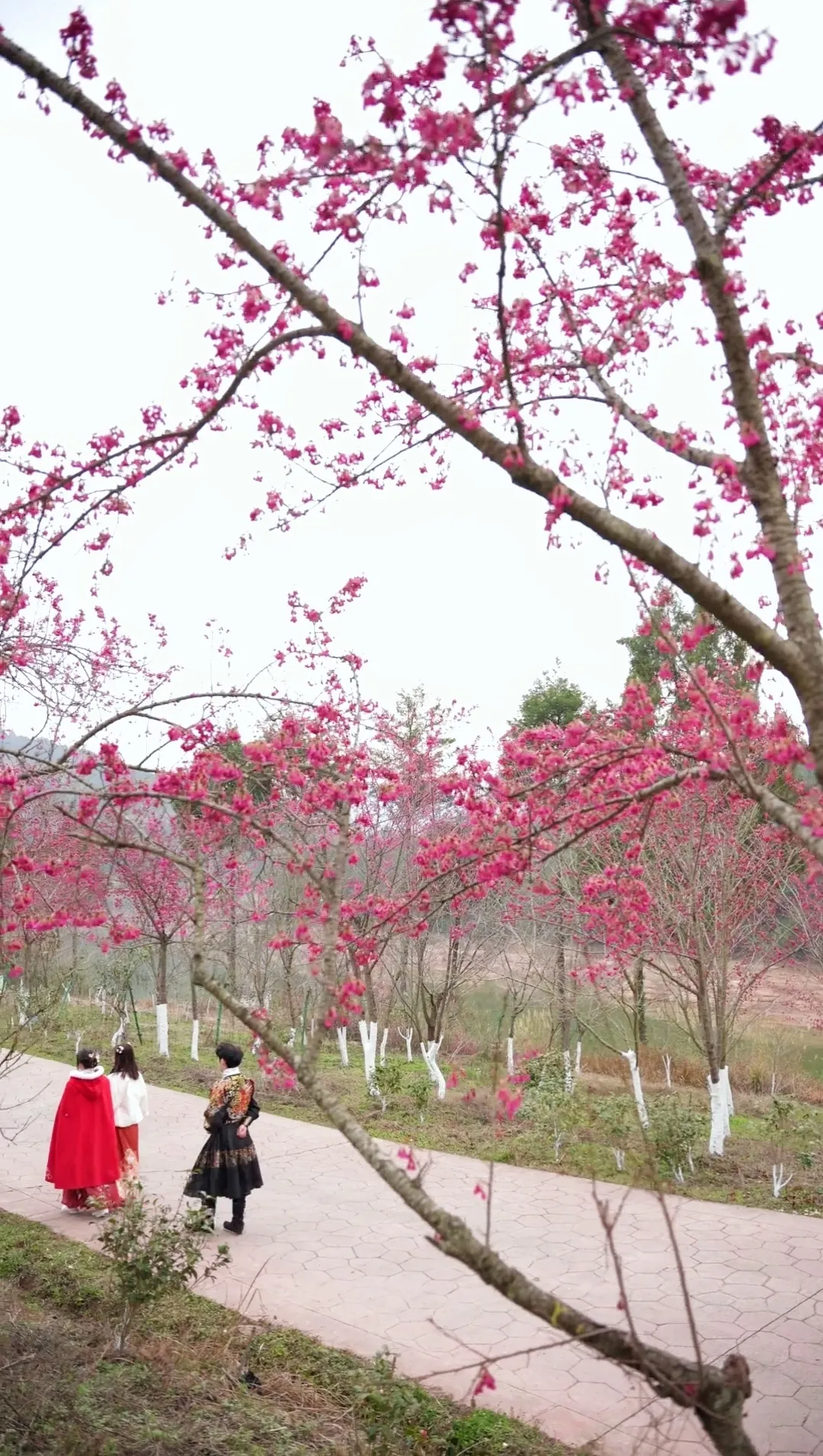 惊艳开场，六道沟古镇二月早樱稳稳拿下开年第一波浪漫